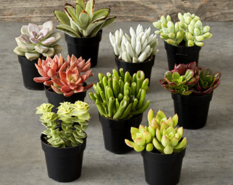 Decorative Plants and Flowers